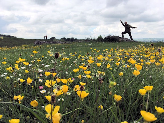 meadow